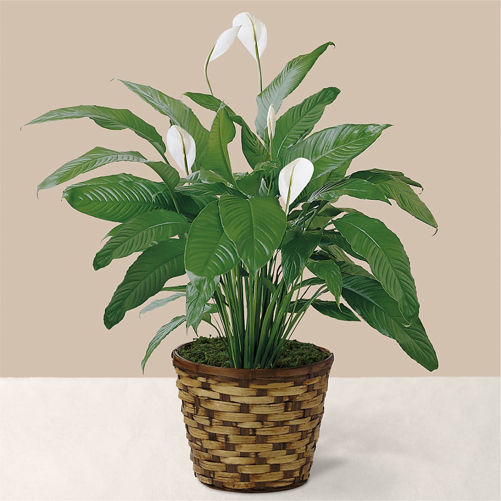 Tranquil Moments Peace Lily Plant – Love Blossoms, Easton PA