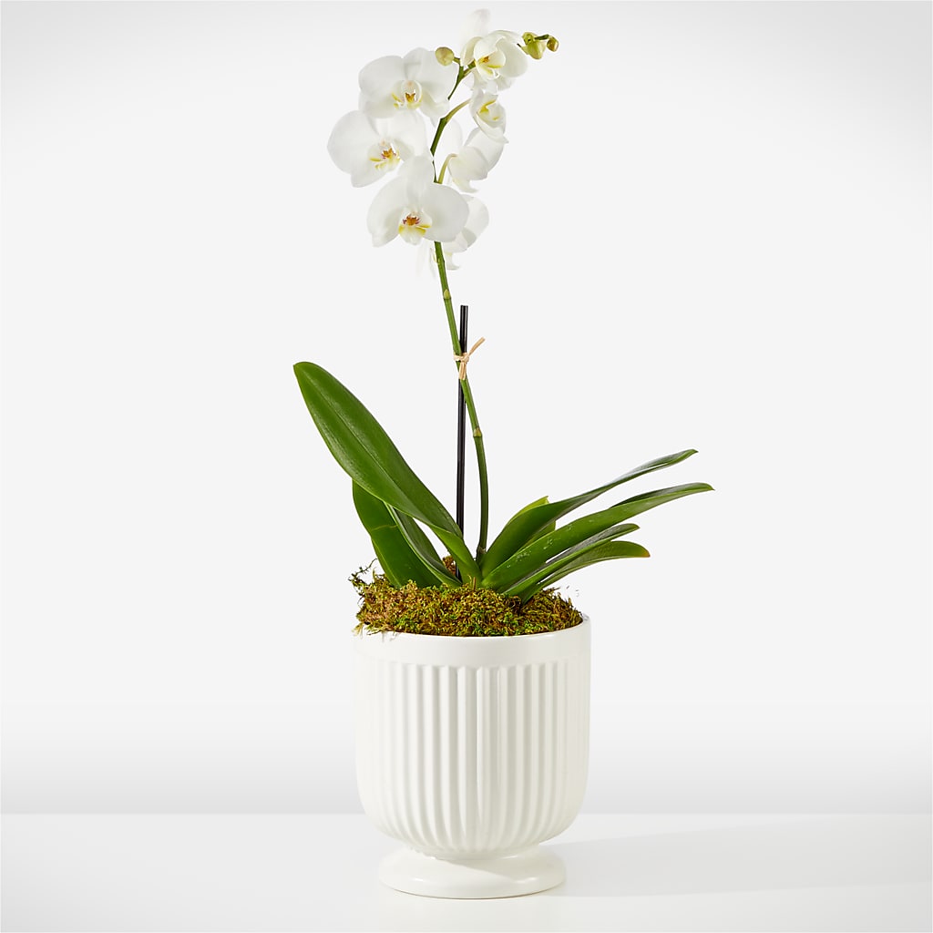 Whispering White Orchid – Love Blossoms, Easton PA