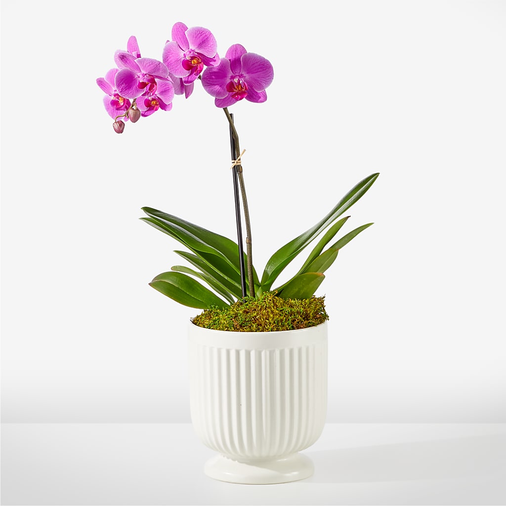 Friendly Fuchsia Orchid – Love Blossoms, Easton PA