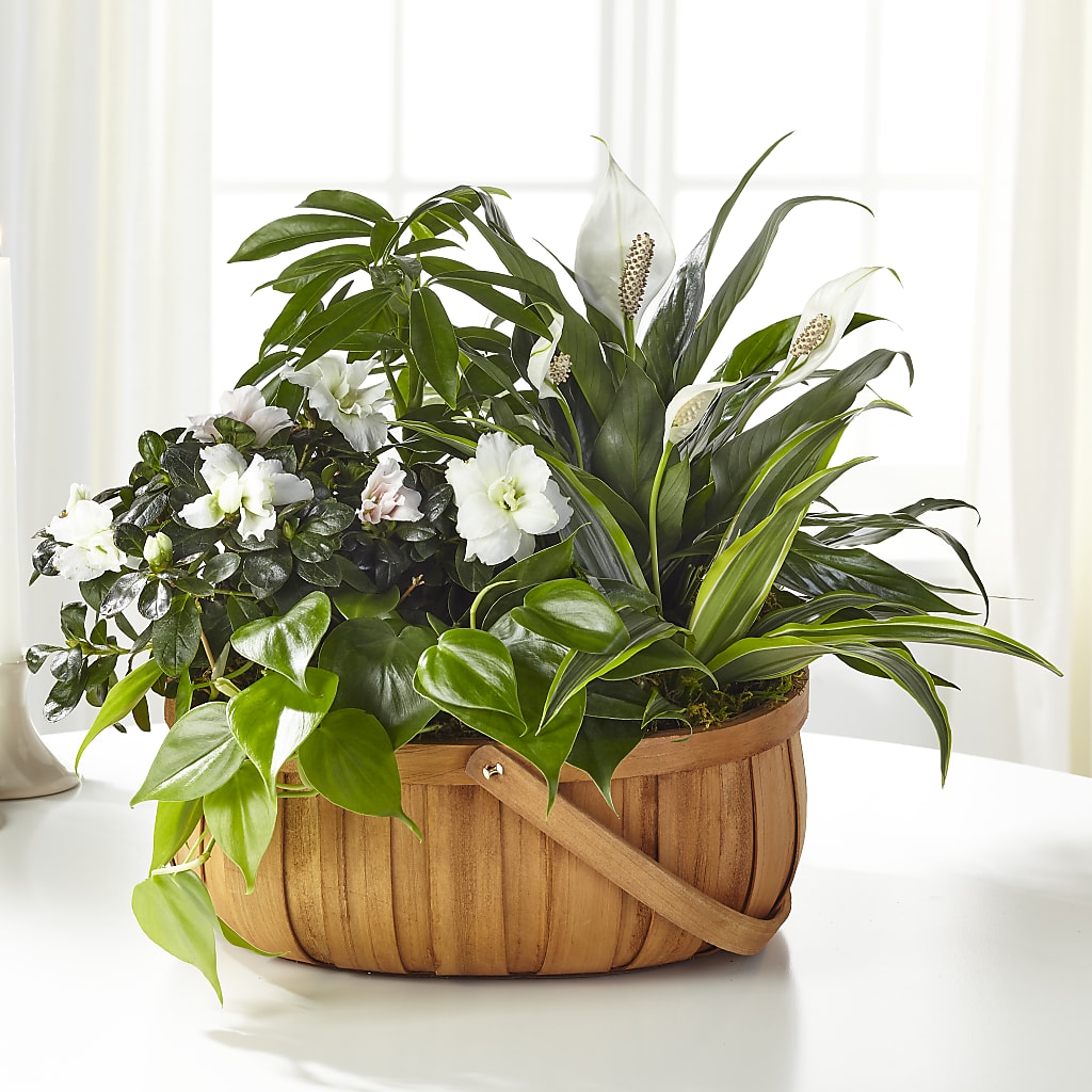 Serene Dishgarden – Love Blossoms, Easton PA