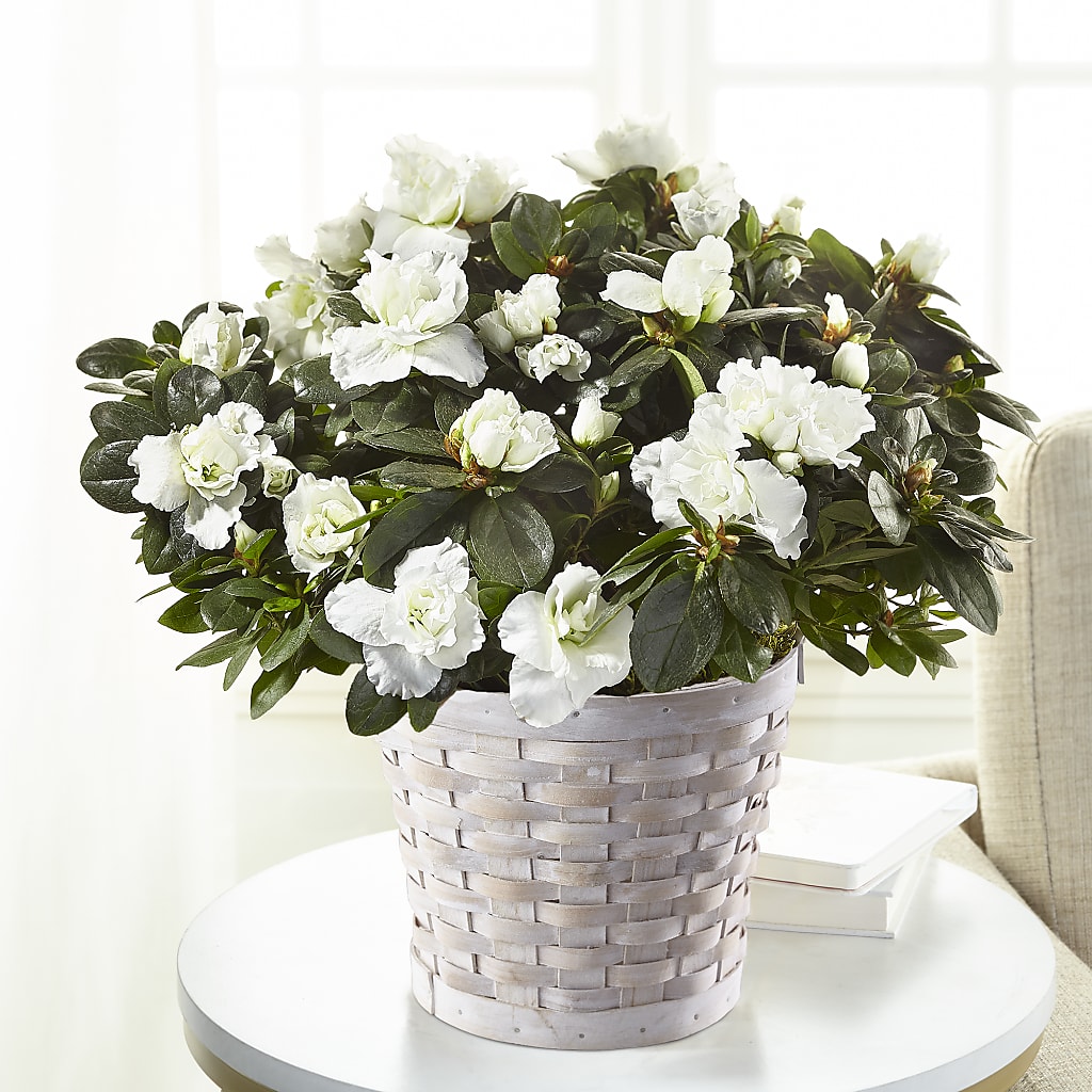 White Azalea Plant – Love Blossoms, Easton PA