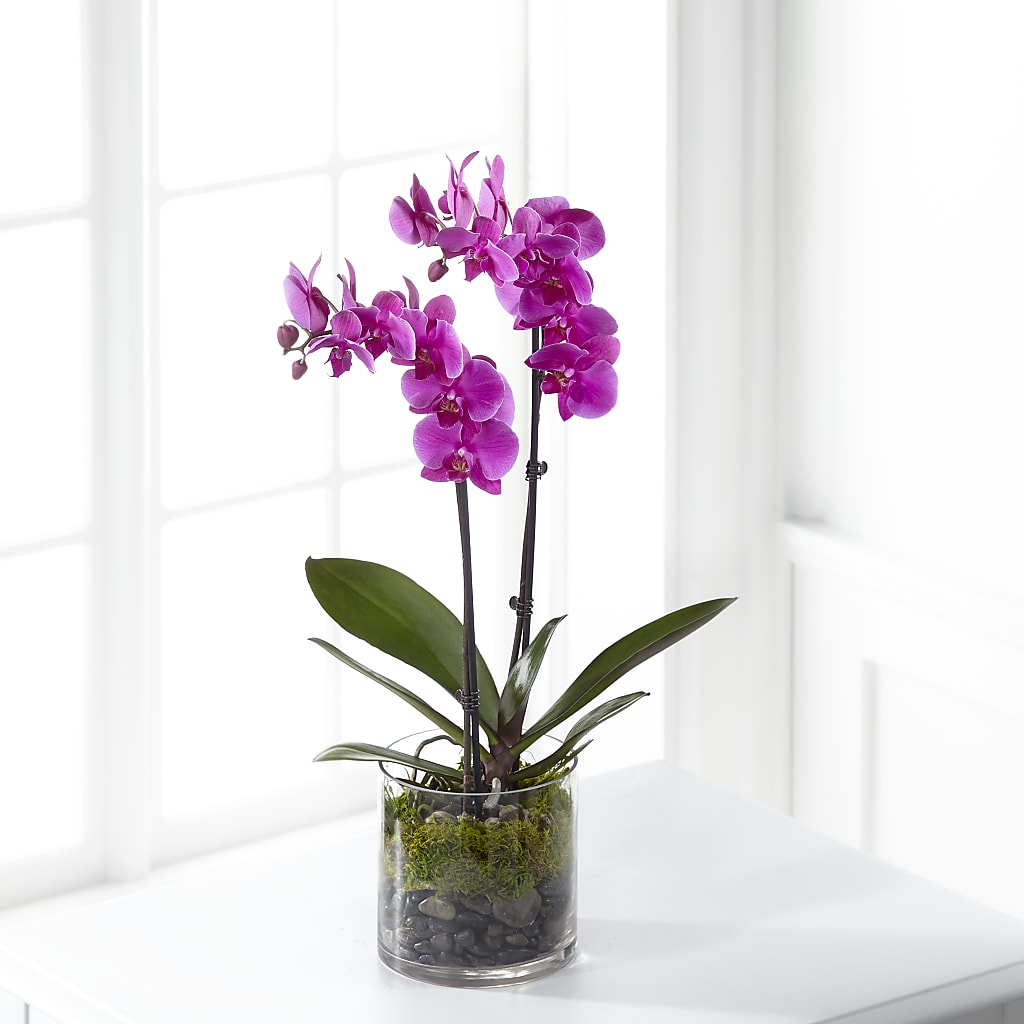 Pink Orchid Plant – Love Blossoms, Easton PA