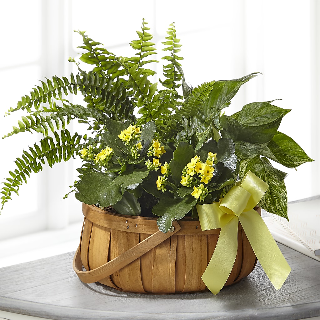 Always Dear Dishgarden – Love Blossoms, Easton PA