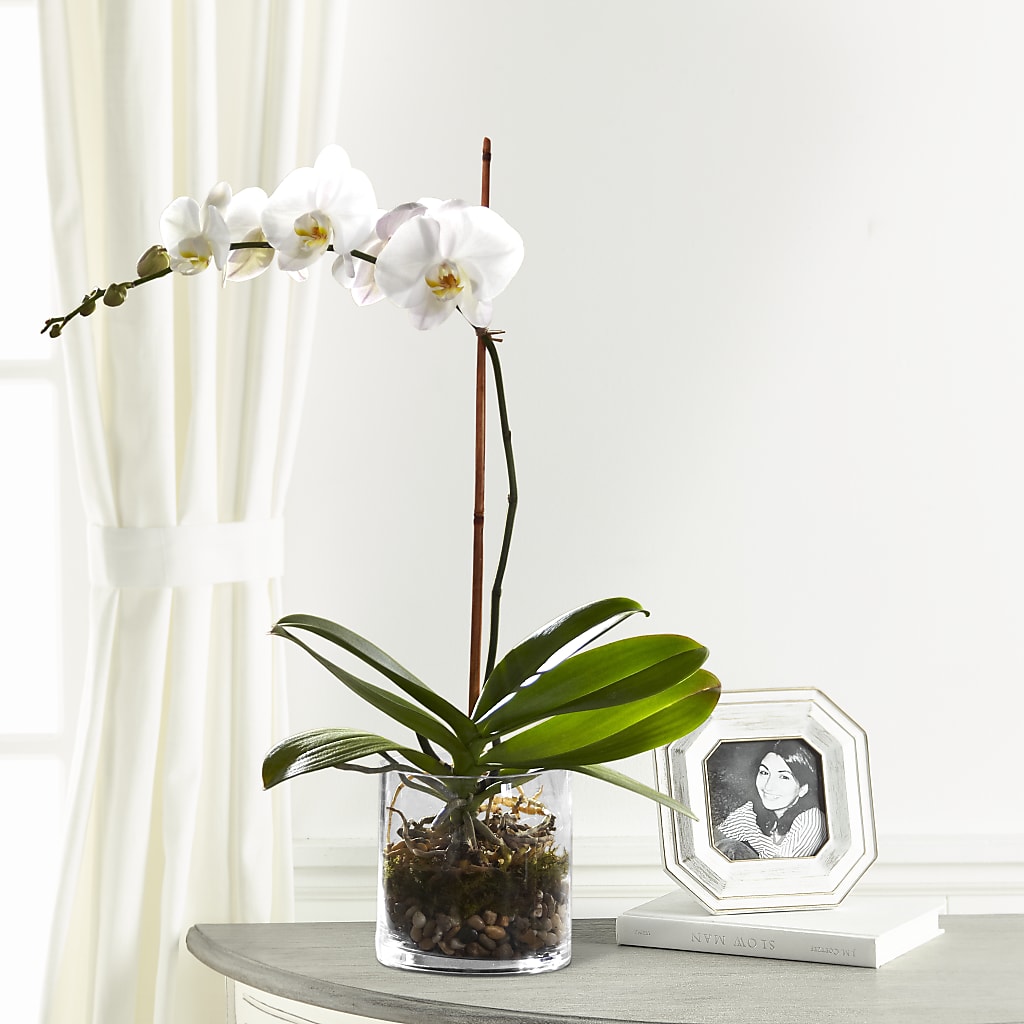 White Orchid Planter – Love Blossoms, Easton PA