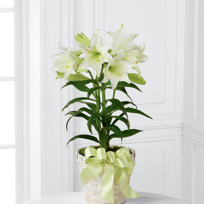 Easter Lily Plant –  Love Blossoms, Easton PA
