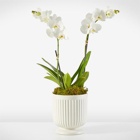 Whispering White Orchid –  Love Blossoms, Easton PA