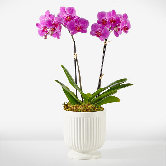 Friendly Fuchsia Orchid –  Love Blossoms, Easton PA