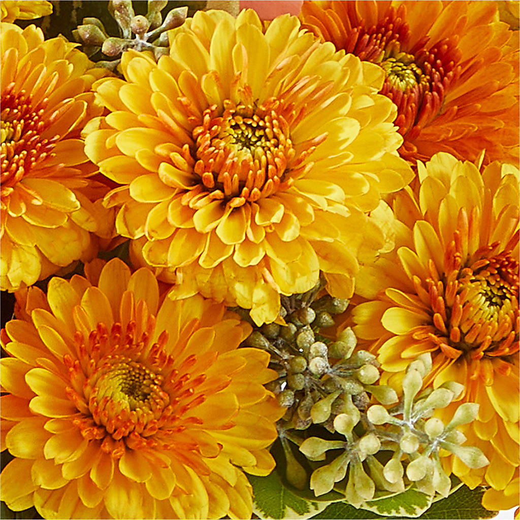 Peachy Pumpkin –  Love Blossoms, Easton PA