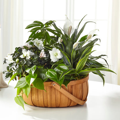 Serene Dishgarden –  Love Blossoms, Easton PA