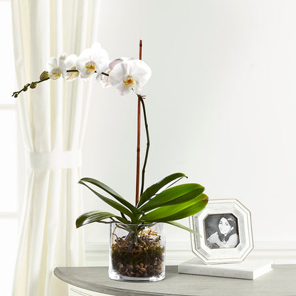 White Orchid Planter –  Love Blossoms, Easton PA