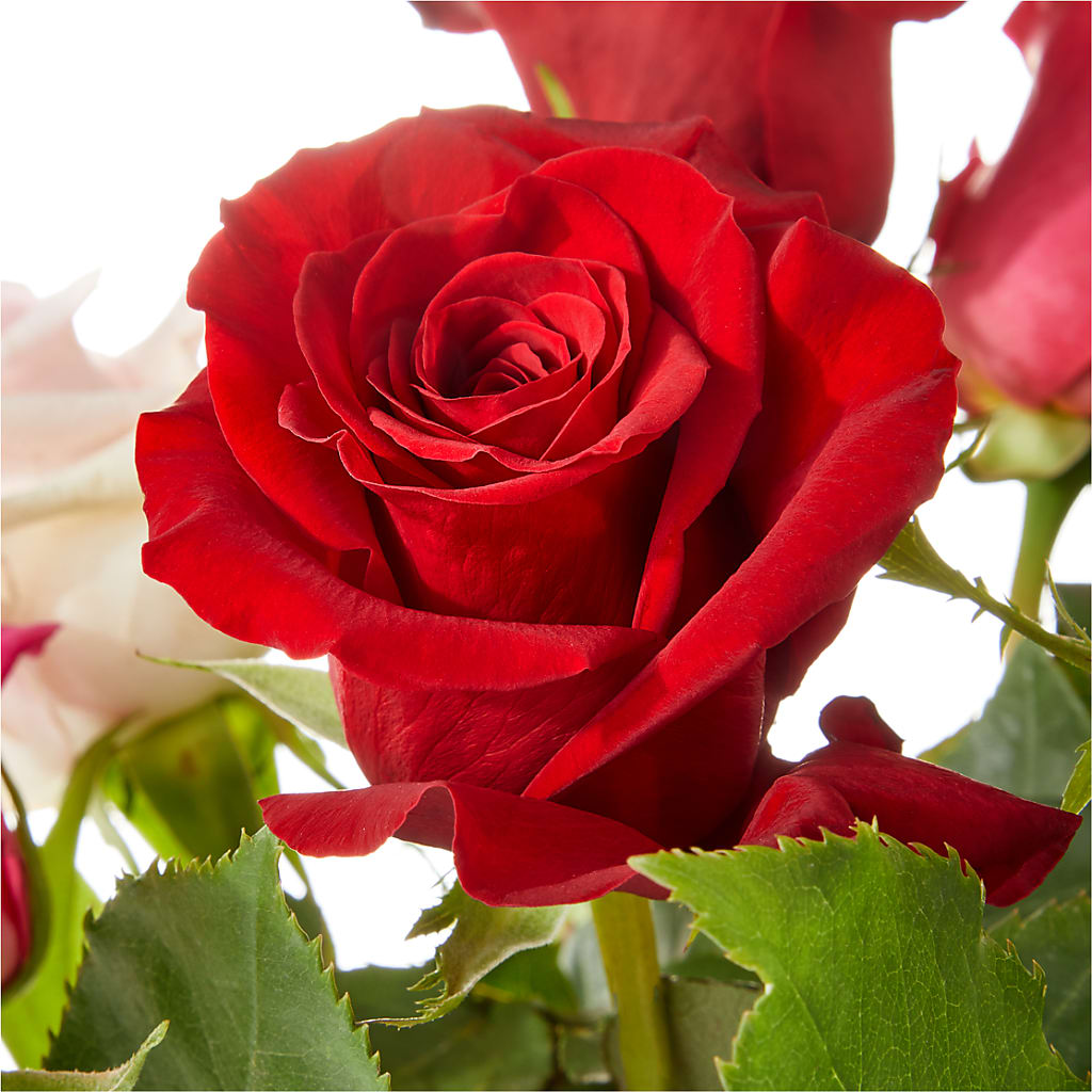 Love Notes Rose Bouquet –  Love Blossoms, Easton PA